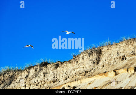 Gabbiani si ergono sulle ripide scogliere di dune, Cape Cod National Seashore, Massachusetts, STATI UNITI D'AMERICA Foto Stock