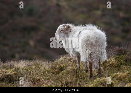 Fotografia di un isolato di ram in cima a una montagna in Galles con uno sfondo naturale e guardando verso sinistra Foto Stock