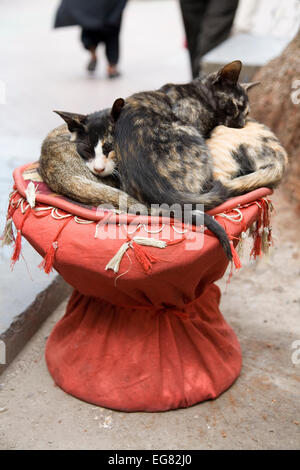 I gattini si arricciarono su uno sgabello in un mercato a Dubai. Questi tre gatti hanno fatto la loro casa con un commerciante di mercato al torrente. Foto Stock