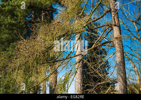 Larice (Larix decidua) rami con coni in inverno, Peterborough, Cambridgeshire, Inghilterra Foto Stock