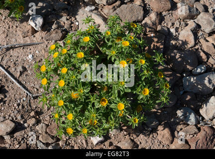 Asteriscus aquaticus (joriada menuda), crescente sul roccioso di massa a secco su Montana de Guaza in arido Tenerife sud Foto Stock