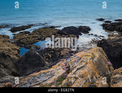 L'Armeria maritima (parsimonia, mare rosa) fioritura in giugno sul roccioso litorale di Portrane, County Dublin, Irlanda Foto Stock