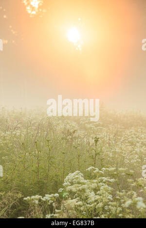 Luce dorata brillare attraverso la foresta a foggy prato Foto Stock