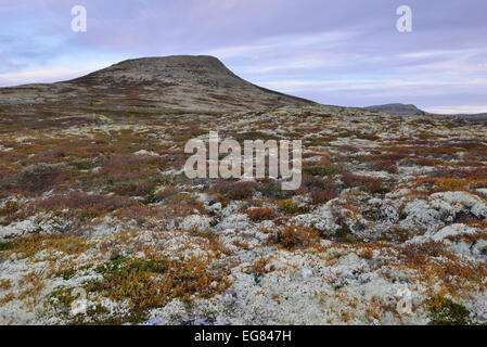 Licheni delle renne (Cladonia rangiferina), fjell paesaggio in autunno, Ringebufjellet, Norvegia Foto Stock