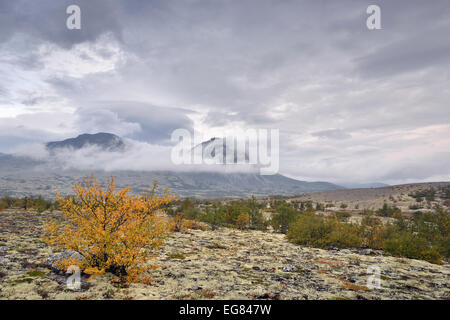 Roverella di betulle (Betula pubescens) e Licheni delle renne (Cladonia rangiferina), fjell paesaggio in autunno, sul retro della Foto Stock