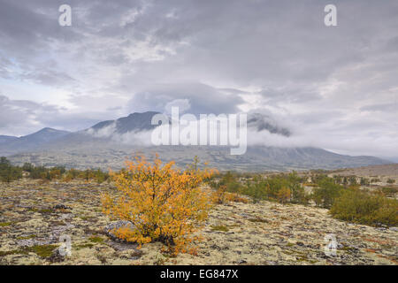 Roverella di betulle (Betula pubescens) e Licheni delle renne (Cladonia rangiferina), fjell paesaggio in autunno, sul retro della Foto Stock