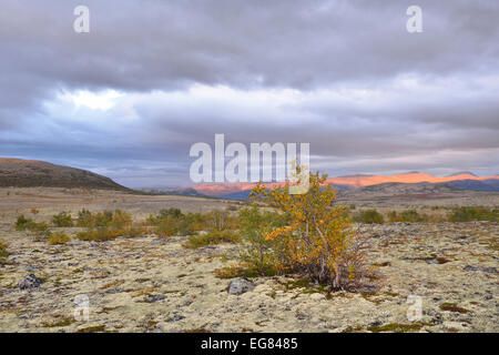 Roverella (Betulla Betula pubescens) e Licheni delle renne (Cladonia rangiferina), fjell paesaggio in autunno, Rondane National Park Foto Stock