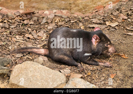 Un piccolo diavolo della Tasmania nel giardino zoologico Foto Stock