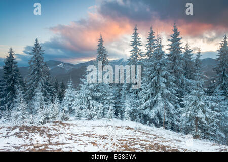 Sfondo di natale con snowy abeti. L'Ucraina Foto Stock