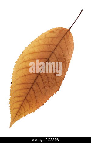 Isolamento su bianco di un bel colore arancione sbiadito Cherry leaf Foto Stock