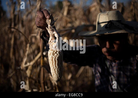 Tomas Villanueva Buendia 'Tomaicito' che lavora per proteggere e salvare la varietà originale della sua nazione's corn Foto Stock