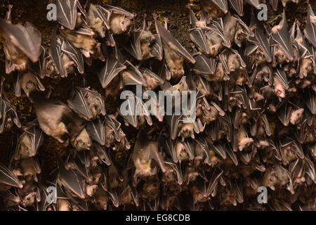 Frutta egiziana Bat (Rousettus aegytiacus) Colonia sono ' appollaiati in bocca della grotta, Bali, Indonesia, Ottobre Foto Stock