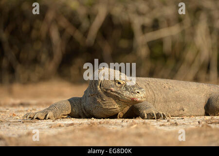 Drago di Komodo (Varanus komodoensis) giacente a terra in appoggio, close-up, Isola di Komodo, Indonesia, Ottobre Foto Stock