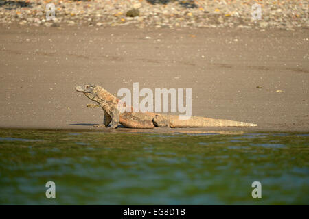 Drago di Komodo (Varanus komodoensis) adulto sulla spiaggia in riva al mare, Rinca Isola, Indonesia, Ottobre Foto Stock