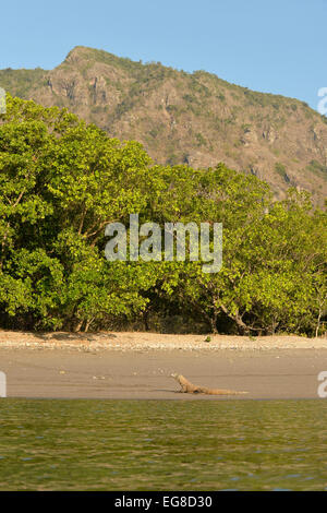 Drago di Komodo (Varanus komodoensis) a riposo sulla spiaggia in riva al mare, Rinca isola, Indonesia, Ottobre Foto Stock