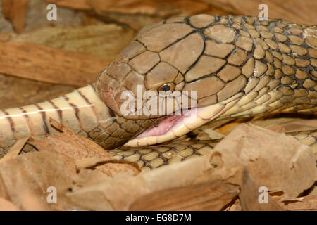 Cobra reale (Ophiophagus hannah) deglutire una rat snake, Bali, Indonesia, Ottobre, captive Foto Stock