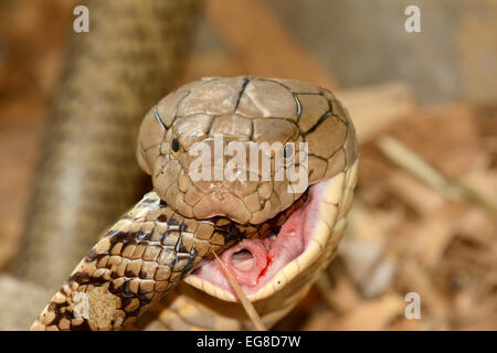 Cobra reale (Ophiophagus hannah) deglutire una rat snake, Bali, Indonesia, Ottobre, captive Foto Stock