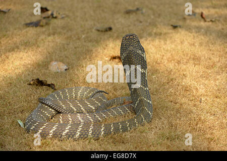 Cobra reale (Ophiophagus hannah) sul suolo con la testa e il collo sollevato in pericolo la postura, vista da dietro che mostra profilo della pelle, Ba Foto Stock