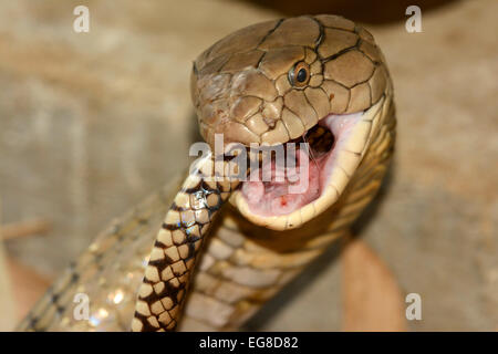 Cobra reale (Ophiophagus hannah) deglutire una rat snake, Bali, Indonesia, Ottobre, captive Foto Stock