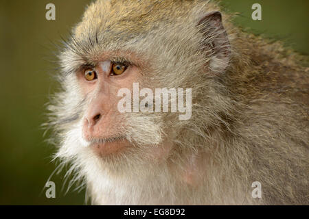 Crab-mangiare o a lunga coda Macaque (Macaca fascicularis) ritratto, Bali, Indonesia, Ottobre Foto Stock