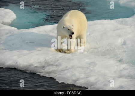 Orso polare (Ursus maritimus) permanente sulla glaçon, al largo della costa della Isola Baffin, Canada, Agosto Foto Stock