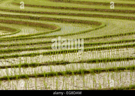 Asian riso (Oryza sativa) cresce in campi terrazzati, Bali, Indonesia, Ottobre Foto Stock