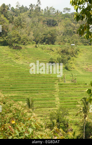 Asian riso (Oryza sativa) cresce in campi terrazzati, Bali, Indonesia, Ottobre Foto Stock