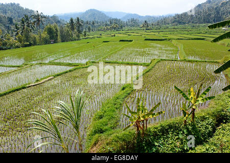 Asain riso (Oryza sativa) cresce in campi terrazzati, Bali, Indonesia, Ottobre Foto Stock