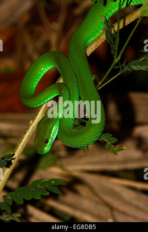 Bianco-isola a labbro Rattlesnakes (Trimersursus unsularis) in appoggio sul piccolo ramo di notte, Bali, Indonesia, Ottobre Foto Stock