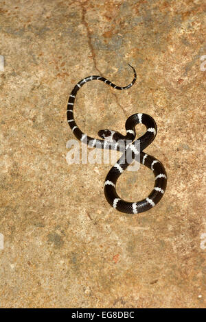 : La malese Lupo nastrati Snake (Lycodon subcinctus) appoggiato sulla roccia, Bali, Indonesia, Ottobre Foto Stock