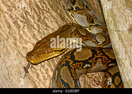 Pitone reticolato (Python reticulatus) rannicchiato nella struttura ad albero, Bali, Indonesia, Ottobre Foto Stock