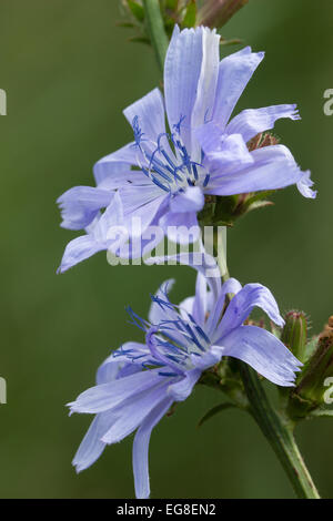 Cicoria comune, Cichorium intybus, un regno unito millefiori nativo Foto Stock