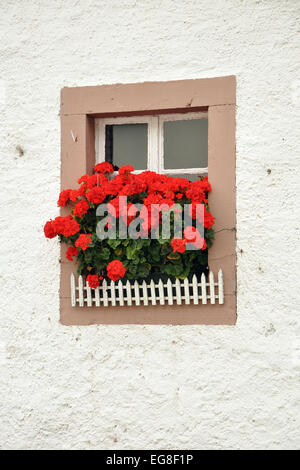 Finestra decorata con fiori di geranio in Renania-Palatinato, Germania Foto Stock