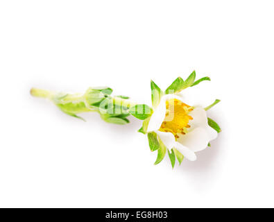 Fiore di fragola white impianto isolato sullo sfondo Foto Stock