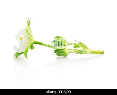 Fiore di fragola white impianto isolato sullo sfondo Foto Stock