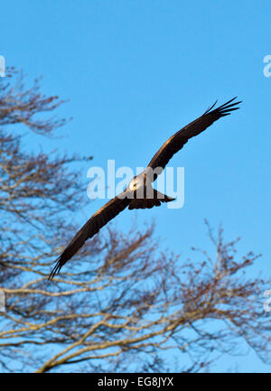 Nibbio bruno (Milvus migrans) in volo Foto Stock