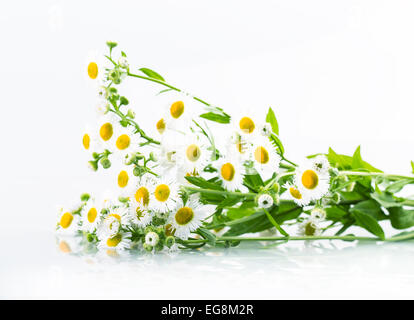 Daisy fiore bianco fiori isolati margherite Foto Stock