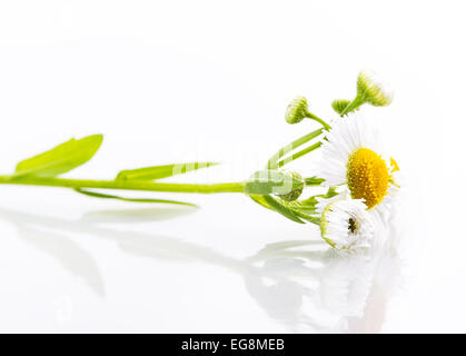 Daisy fiore bianco fiori isolati margherite Foto Stock