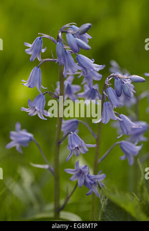 In Bluebells Sisland Carr woodland, Norfolk, Regno Unito Foto Stock