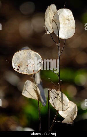 L'onestà nella luce solare. Foto Stock