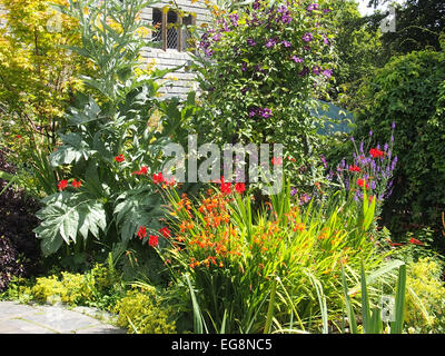 Thunbergia Foto Stock