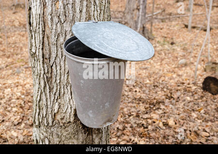 Secchio utilizzato per raccogliere il sap di alberi di acero per produrre lo sciroppo d'acero in Quebec. Foto Stock