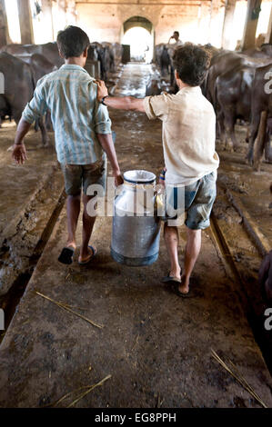 Il latte urn è portato al trasportatore di latte del veicolo viene acquistato direttamente da fattorie. Latte Aarey colonia è un conglomerato di buffalo privato aziende lattiere situato a Goregaon un sobborgo di Mumbai. Esso copre un area di circa 35000 acri e fu donata allo Stato di Maharashtra dal sig. Aarey il fondatore di Aarey della latteria nel 1949. Il bufalo indiano a produrre mediamente 30 litri / giorno . La produzione di latte è 'loose' ie latte crudo che viene venduto direttamente o all'ingrosso per i negozianti e i dolci martes senza alcun trattamento aggiuntivo salvare per il raffreddamento di ghiaccio. Maggiore è il contenuto di grassi del 7% lo rende ideale per dolci Foto Stock