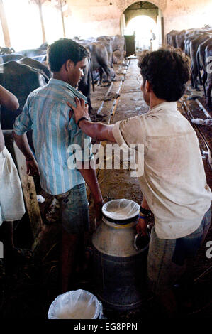 Il latte urn è portato al trasportatore di latte del veicolo viene acquistato direttamente da fattorie. Latte Aarey colonia è un conglomerato di buffalo privato aziende lattiere situato a Goregaon un sobborgo di Mumbai. Esso copre un area di circa 35000 acri e fu donata allo Stato di Maharashtra dal sig. Aarey il fondatore di Aarey della latteria nel 1949. Il bufalo indiano a produrre mediamente 30 litri / giorno . La produzione di latte è 'loose' ie latte crudo che viene venduto direttamente o all'ingrosso per i negozianti e i dolci martes senza alcun trattamento aggiuntivo salvare per il raffreddamento di ghiaccio. Maggiore è il contenuto di grassi del 7% lo rende ideale per dolci Foto Stock