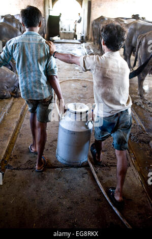 Il latte urn è portato al trasportatore di latte del veicolo viene acquistato direttamente da fattorie. Latte Aarey colonia è un conglomerato di buffalo privato aziende lattiere situato a Goregaon un sobborgo di Mumbai. Esso copre un area di circa 35000 acri e fu donata allo Stato di Maharashtra dal sig. Aarey il fondatore di Aarey della latteria nel 1949. Il bufalo indiano a produrre mediamente 30 litri / giorno . La produzione di latte è 'loose' ie latte crudo che viene venduto direttamente o all'ingrosso per i negozianti e i dolci martes senza alcun trattamento aggiuntivo salvare per il raffreddamento di ghiaccio. Maggiore è il contenuto di grassi del 7% lo rende ideale per dolci Foto Stock