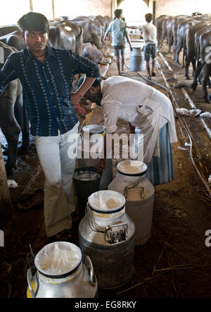 Il latte urn è portato al trasportatore di latte del veicolo viene acquistato direttamente da fattorie. Latte Aarey colonia è un conglomerato di buffalo privato aziende lattiere situato a Goregaon un sobborgo di Mumbai. Esso copre un area di circa 35000 acri e fu donata allo Stato di Maharashtra dal sig. Aarey il fondatore di Aarey della latteria nel 1949. Il bufalo indiano a produrre mediamente 30 litri / giorno . La produzione di latte è 'loose' ie latte crudo che viene venduto direttamente o all'ingrosso per i negozianti e i dolci martes senza alcun trattamento aggiuntivo salvare per il raffreddamento di ghiaccio. Maggiore è il contenuto di grassi del 7% lo rende ideale per dolci Foto Stock