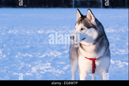 Siberian Husky al tramonto. Siberian Husky è a piedi durante il tramonto in inverno. Foto Stock