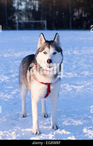 Siberian Husky al tramonto. Siberian Husky è a piedi durante il tramonto in inverno. Foto Stock