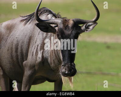 Bianco orientale-barbuto GNU o GNU (Connochaetes taurinus albojubatus) ritratto Foto Stock