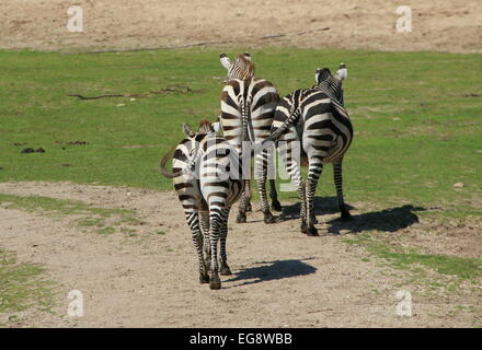 Trio di Grant's zebre (Equus quagga boehmi) a piedi dalla camer Foto Stock